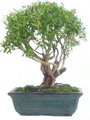 Tree of a thousand stars, Japanese Boxthorn,Serissa japonica.
